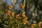 CA, San Luis Obispo Co, Monarch butterflies by Cathy - Gordon Illg - Item # VARPDXUS05BJA0464